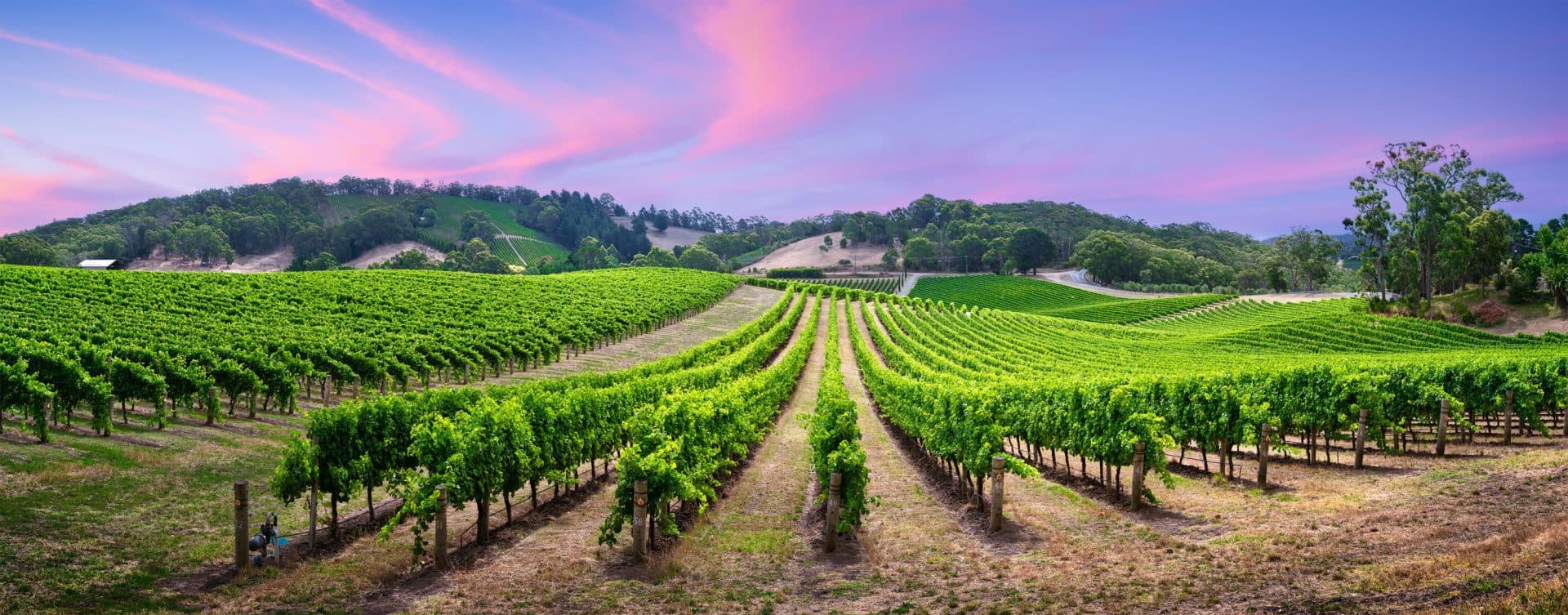 Vineyard rows in rolling hills under a pastel sky.